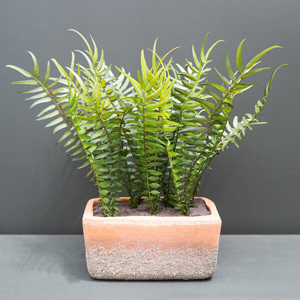Lifelike Artificial Fern In Cement Pot – Adds Natural Indoor Ambiance 0