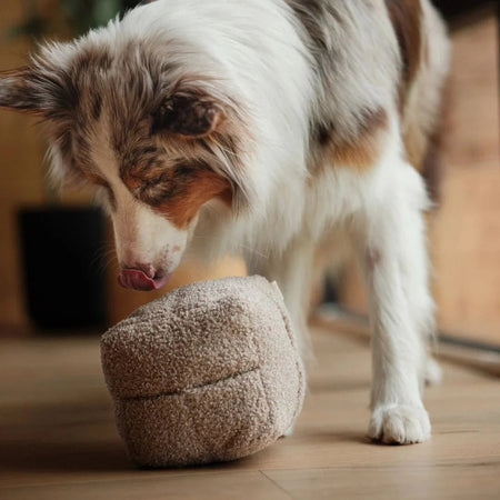 Sniffer's Cube Interactive Dog Toy – Stimulating Nose Work for Engaged Pets 5