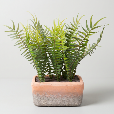 Artificial fern - faux plant in cement pot for desk and shelf